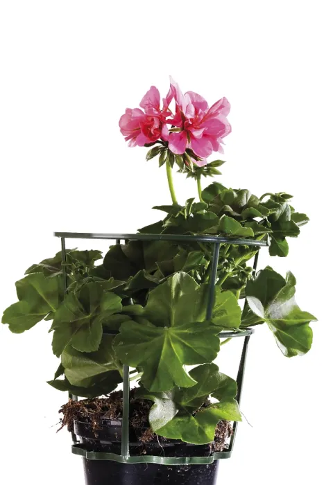 Framed Print : Potted Geranium Print Framed Print : Potted Geranium Print