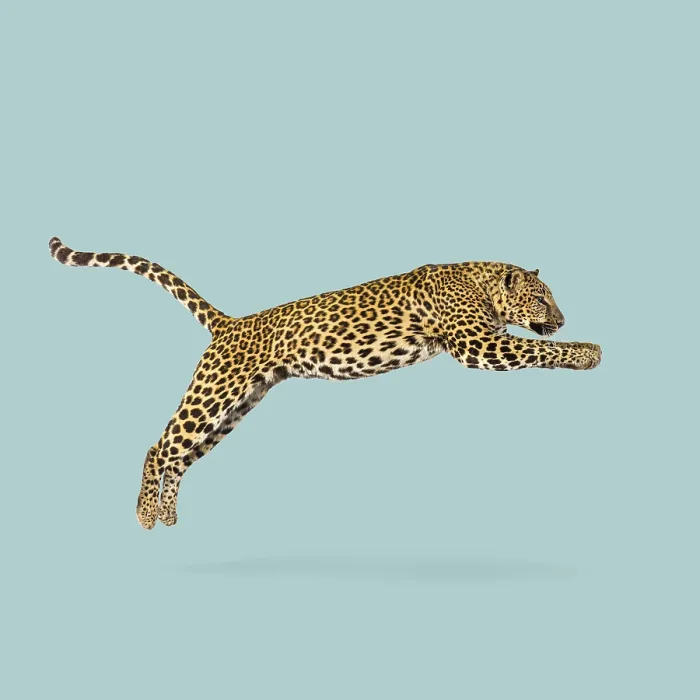 Framed Print : Powerful Leopard in Mid-Air Print