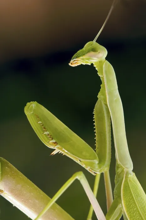 Framed Print : Praying Mantis Print against Green Background Framed Print : Praying Mantis Print against Green Background