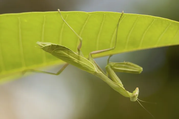 Framed Print : Praying Mantis Print Against a Green Background Framed Print : Praying Mantis Print Against a Green Background