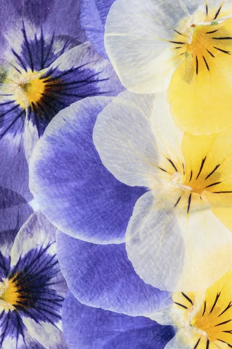 Framed Print : Pressed Flowers Abstract Print Framed Print : Pressed Flowers Abstract Print