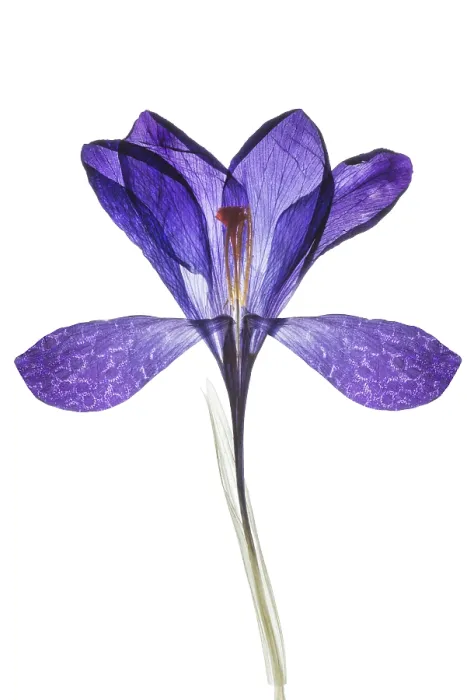 Framed Print : Pressed Spring Crocus (Crocus vernus) Print, Germany