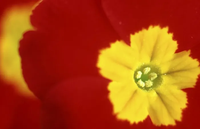 Framed Print : Primrose Print by ImageBROKER Framed Print : Primrose Print by ImageBROKER