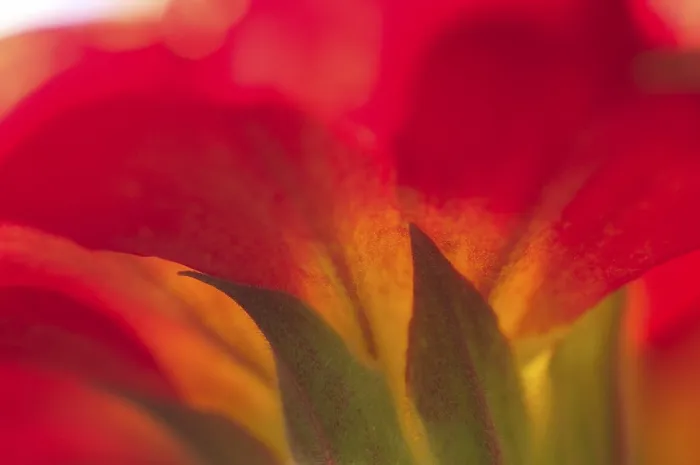 Framed Print : Primula Primrose Print - ImageBROKER