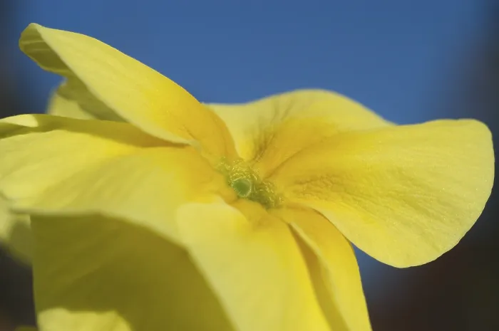Framed Print : Primrose Primula Print Framed Print : Primrose Primula Print