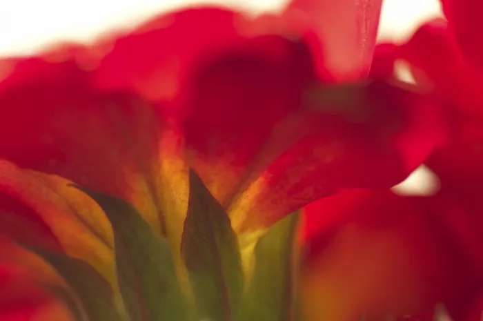 Framed Print : Primrose Primula Print