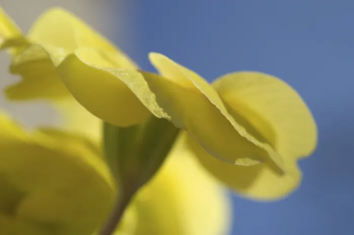 Framed Print : Primrose Primula Print