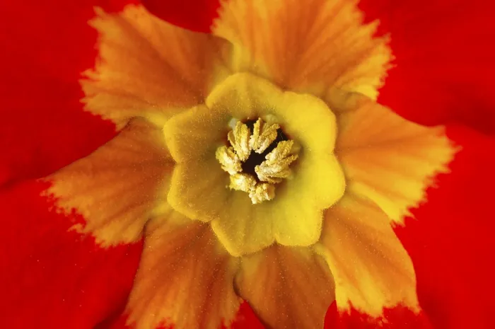 Framed Print : Primrose Primula Print Framed Print : Primrose Primula Print