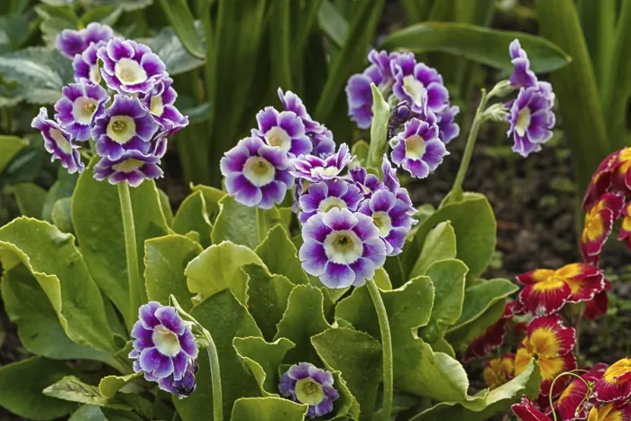 Framed Print : Primrose or Primula in Spring Garden Print Framed Print : Primrose or Primula in Spring Garden Print