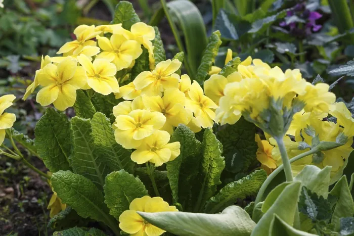 Framed Print : Primrose or Primula in Spring Garden Print Framed Print : Primrose or Primula in Spring Garden Print