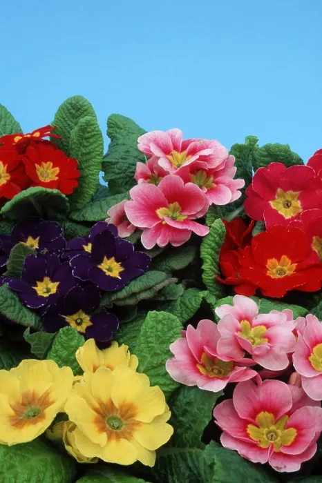Framed Print : Primroses Print - Close-up of a Cluster Framed Print : Primroses Print - Close-up of a Cluster