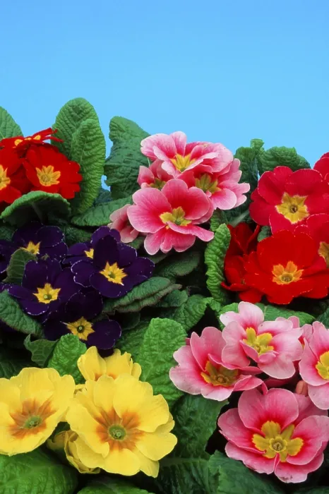 Framed Print : Primrose Print Framed Print : Primrose Print