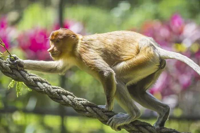 Framed Print : Proboscis monkey zoo print