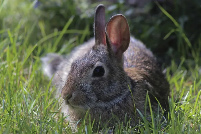 Framed Print : Profile of a Bunny Rabbit in the Grass Print Framed Print : Profile of a Bunny Rabbit in the Grass Print