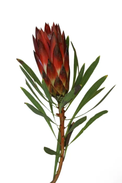 Framed Print : Protea Print - South African Native Flower Framed Print : Protea Print - South African Native Flower