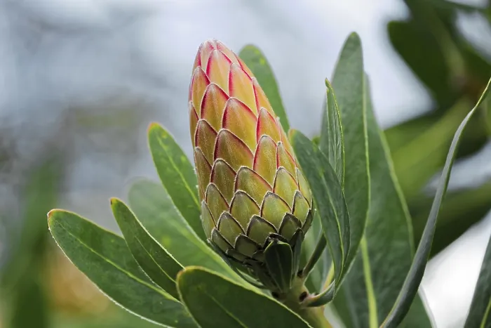 Framed Print : Protea Susara Print Framed Print : Protea Susara Print