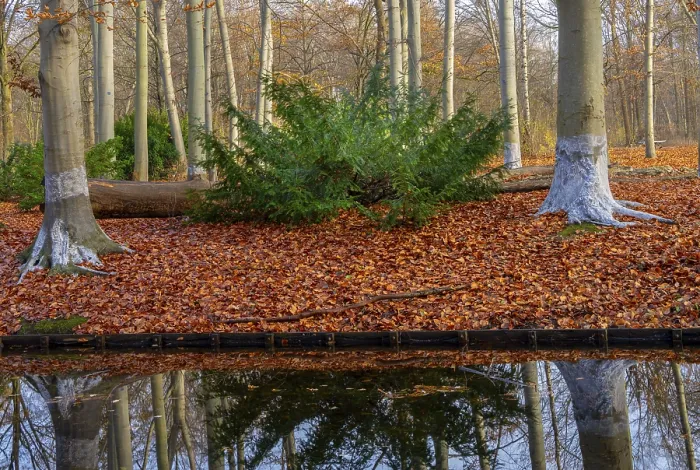 Framed Print : Protection against beaver damage, Berlin Tiergarten print Framed Print : Protection against beaver damage, Berlin Tiergarten print