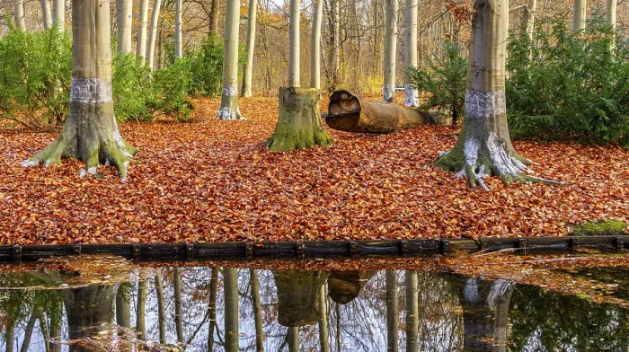 Framed Print : Protection against beaver damage, Berlin Tiergarten print Framed Print : Protection against beaver damage, Berlin Tiergarten print