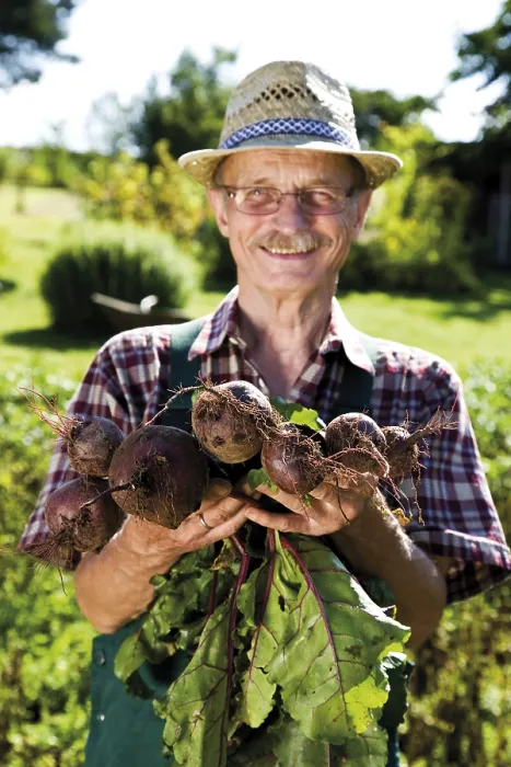 Framed Print : Proud Gardener with Beetroot Print Framed Print : Proud Gardener with Beetroot Print