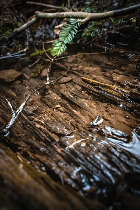 Framed Print : Black Forest Puddle Print, Xanderklinge, Calw, Germany Framed Print : Black Forest Puddle Print, Xanderklinge, Calw, Germany