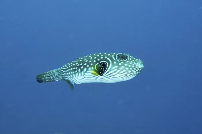 Framed Print : White-spotted Pufferfish Print Framed Print : White-spotted Pufferfish Print