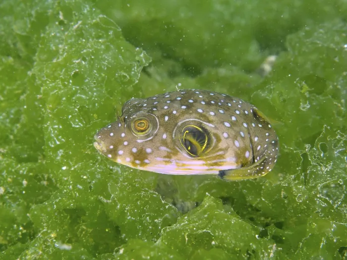 Framed Print : Patterned Pufferfish Print Framed Print : Patterned Pufferfish Print