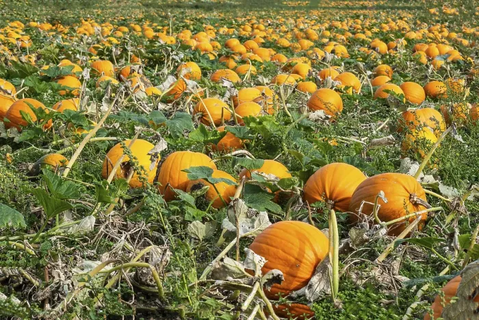 Framed Print : Pumpkin Field Print, Löderup, Sweden