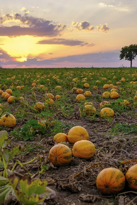 Framed Print : Pumpkin Fields Print, Poysdorf, Lower Austria Framed Print : Pumpkin Fields Print, Poysdorf, Lower Austria