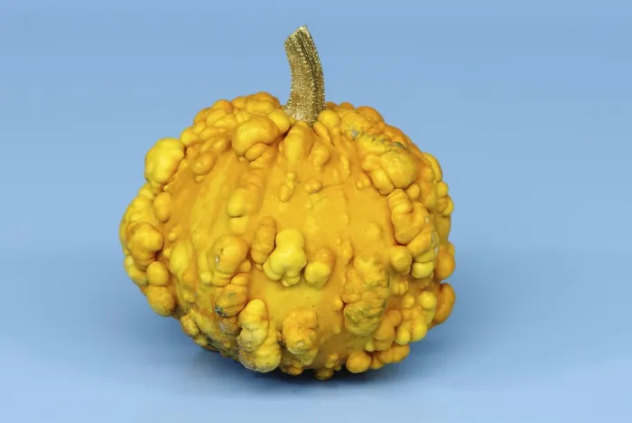 Framed Print : Pumpkin Frederic' Print / Cucurbita spec Framed Print : Pumpkin Frederic' Print / Cucurbita spec