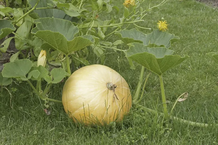 Framed Print : Pumpkin in a garden Print Framed Print : Pumpkin in a garden Print