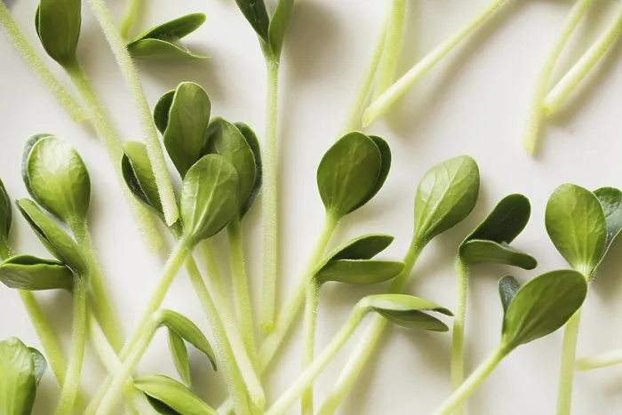 Framed Print : Print of Pumpkin Microgreens Framed Print : Print of Pumpkin Microgreens