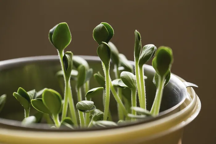 Framed Print : Print of Pumpkin Microgreens Growing at Home Framed Print : Print of Pumpkin Microgreens Growing at Home
