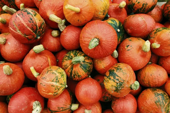 Framed Print : Pumpkins Print - Autumn Harvest Scene Framed Print : Pumpkins Print - Autumn Harvest Scene
