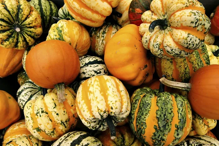 Framed Print : Pumpkins Print by imageBROKER Framed Print : Pumpkins Print by imageBROKER
