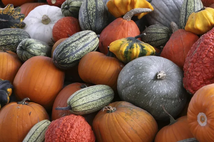 Framed Print : Pumpkins Print by ImageBROKER Framed Print : Pumpkins Print by ImageBROKER