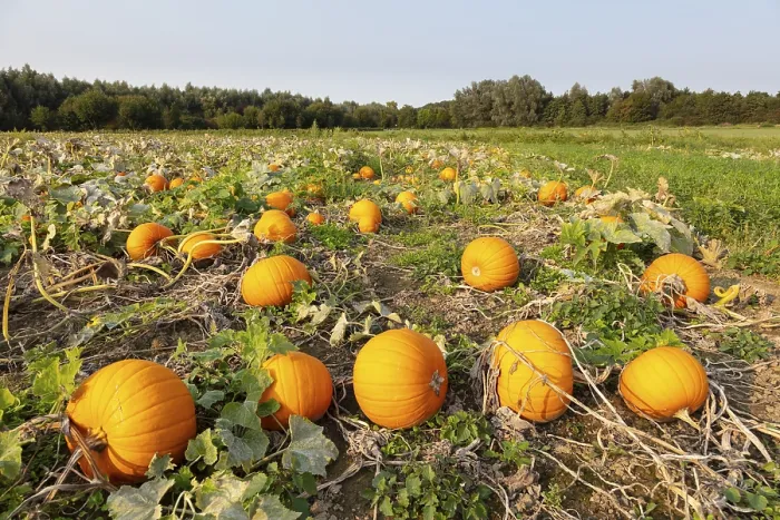 Framed Print : Pumpkins in Field Print, Kamen, Germany Framed Print : Pumpkins in Field Print, Kamen, Germany