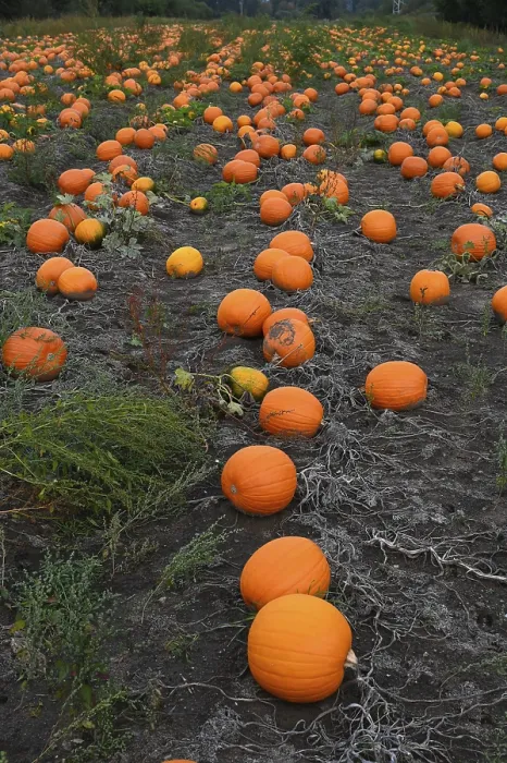 Framed Print : Pumpkins in a field Print Framed Print : Pumpkins in a field Print