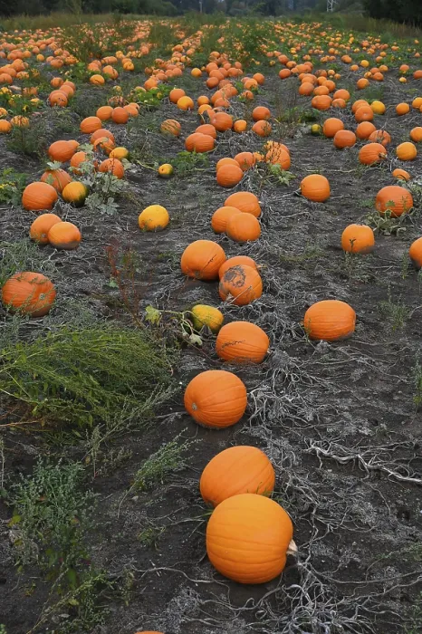 Framed Print : Pumpkins in a Field Print Framed Print : Pumpkins in a Field Print