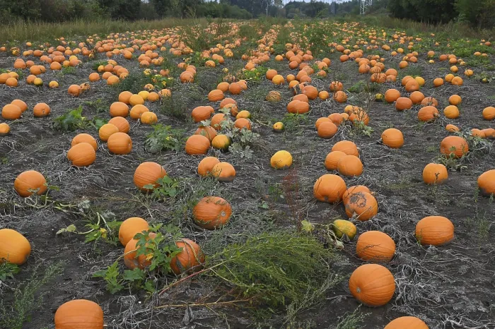 Framed Print : Pumpkins in a Field Print Framed Print : Pumpkins in a Field Print