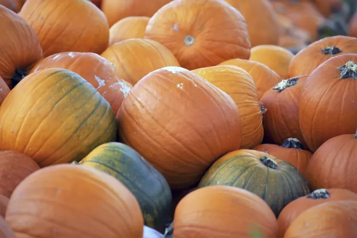 Framed Print : Pumpkins in a Pumpkin Patch Print