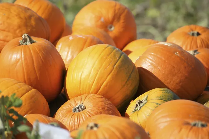 Framed Print : Pumpkins in a Pumpkin Patch Print Framed Print : Pumpkins in a Pumpkin Patch Print