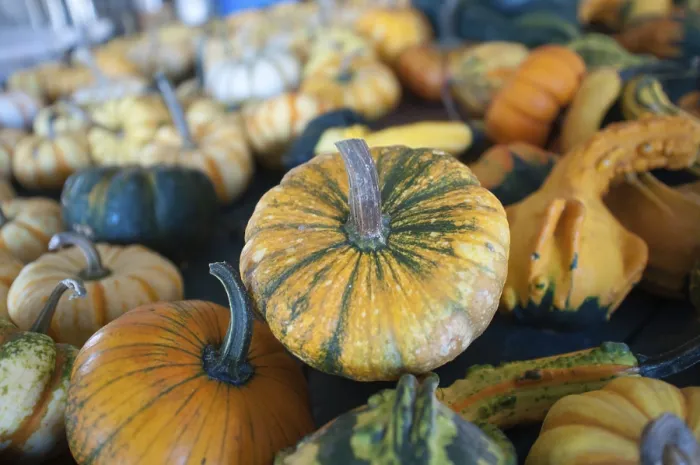 Framed Print : Pumpkins in a Pumpkin Patch Print Framed Print : Pumpkins in a Pumpkin Patch Print