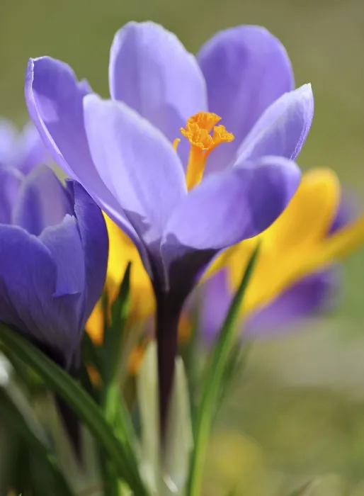 Framed Print : Purple Crocus (Crocus) Print Framed Print : Purple Crocus (Crocus) Print