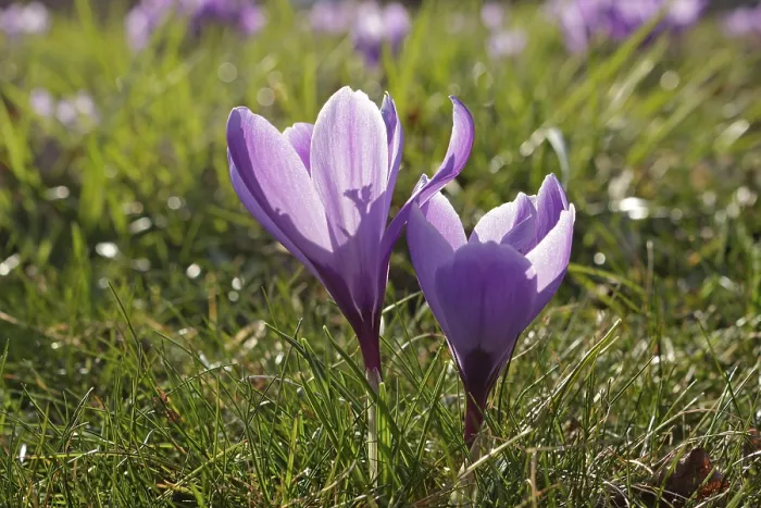 Framed Print : Purple Crocuses Print Framed Print : Purple Crocuses Print