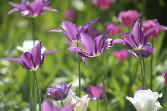 Framed Print : Purple Tulips Print Framed Print : Purple Tulips Print