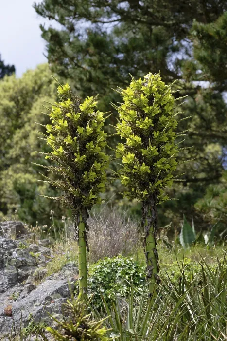 Framed Print : Puya chilensis Print Framed Print : Puya chilensis Print