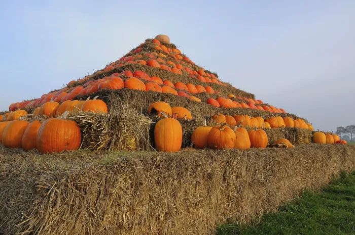 Framed Print : Pyramid of Pumpkins Print
