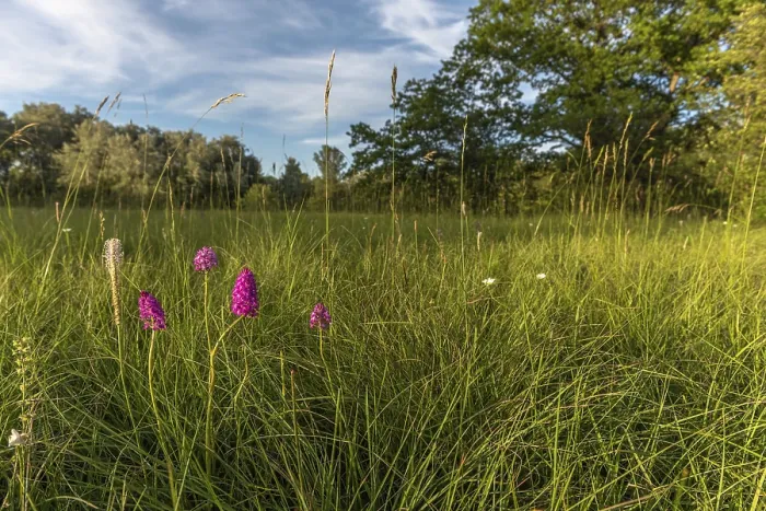 Framed Print : Pyramidal Orchid Print: Spring in Alsace Meadow Framed Print : Pyramidal Orchid Print: Spring in Alsace Meadow