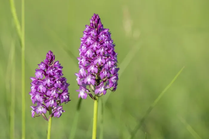 Framed Print : Pyramidal Orchid Print: Spring in Alsace Meadow Framed Print : Pyramidal Orchid Print: Spring in Alsace Meadow