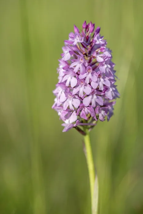 Framed Print : Pyramidal Orchid Print Framed Print : Pyramidal Orchid Print